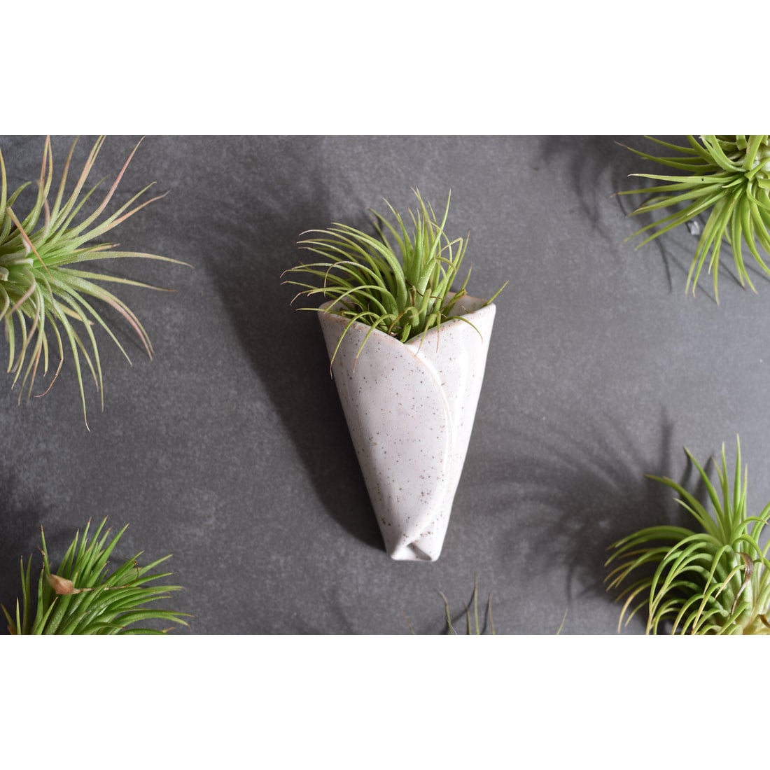 buy a jade plant Jade Plant Desert