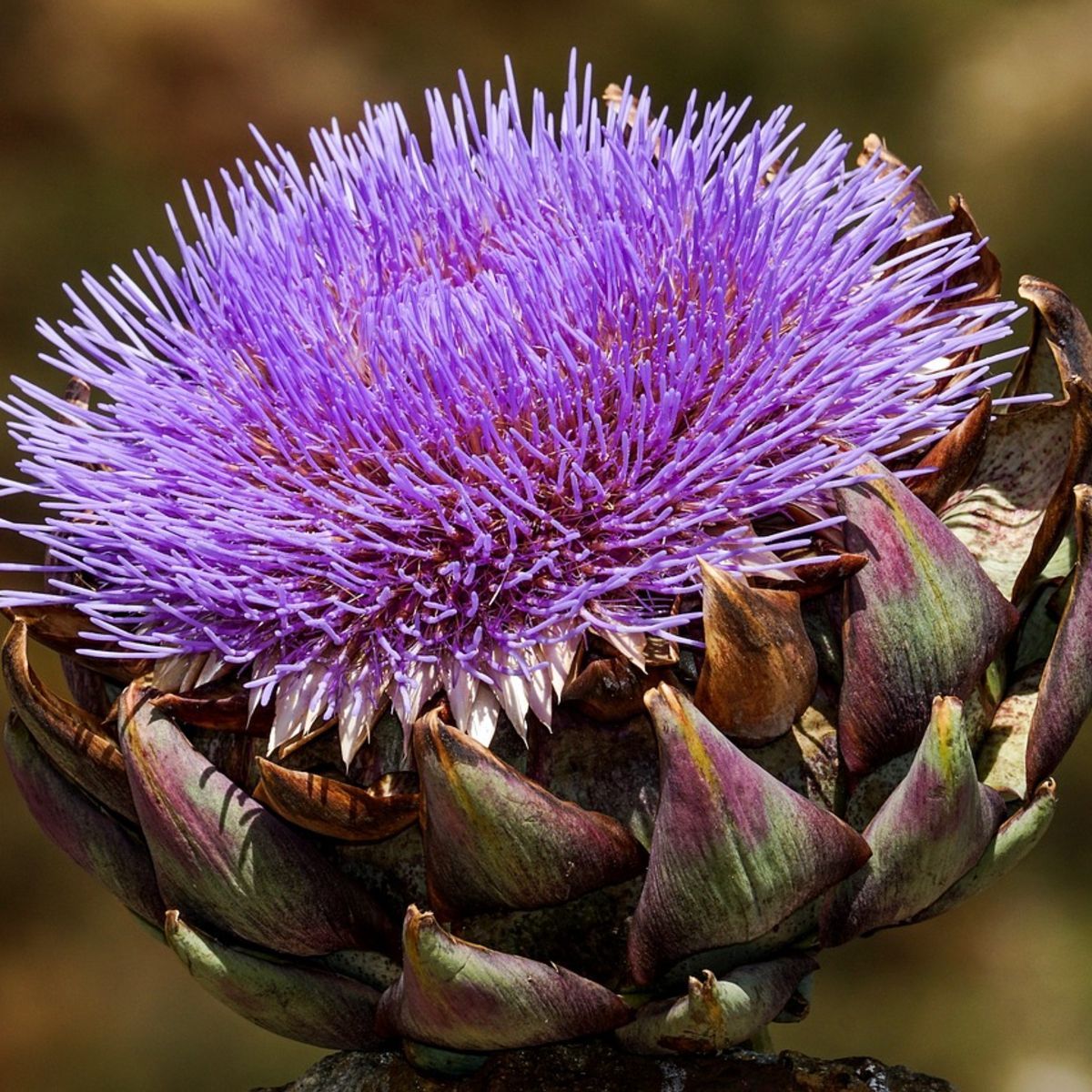 Made Seed Packet Artichoke