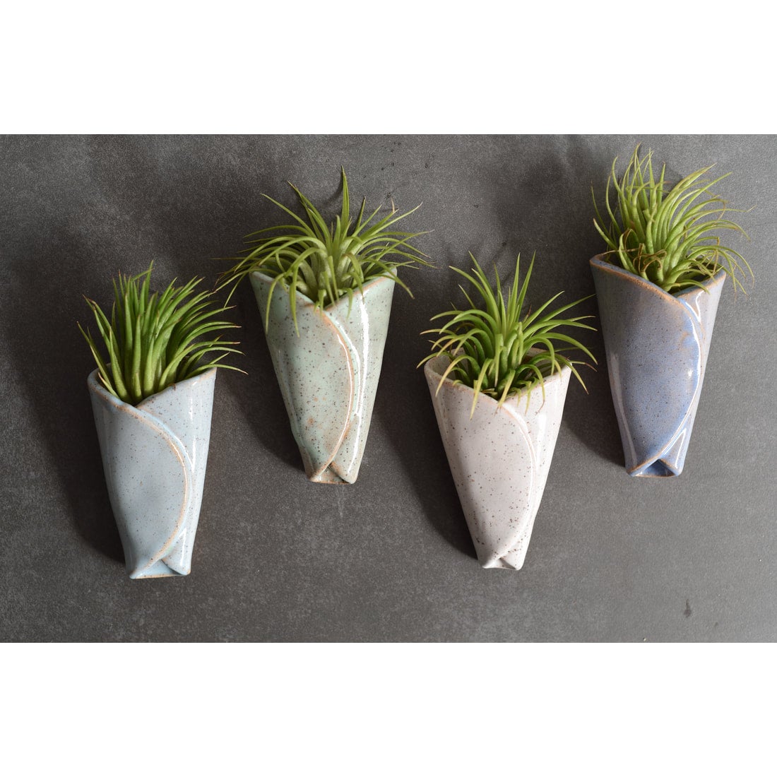 yucca palm plant Vickerman 44