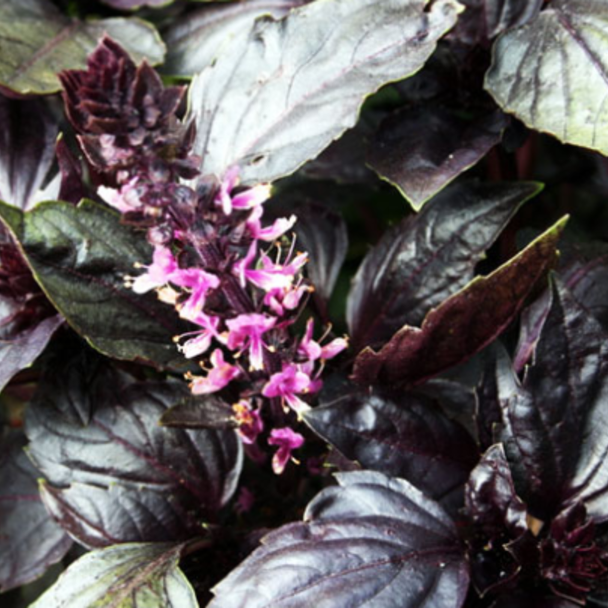 Made Dark Opal Basil - Thumbnail 3