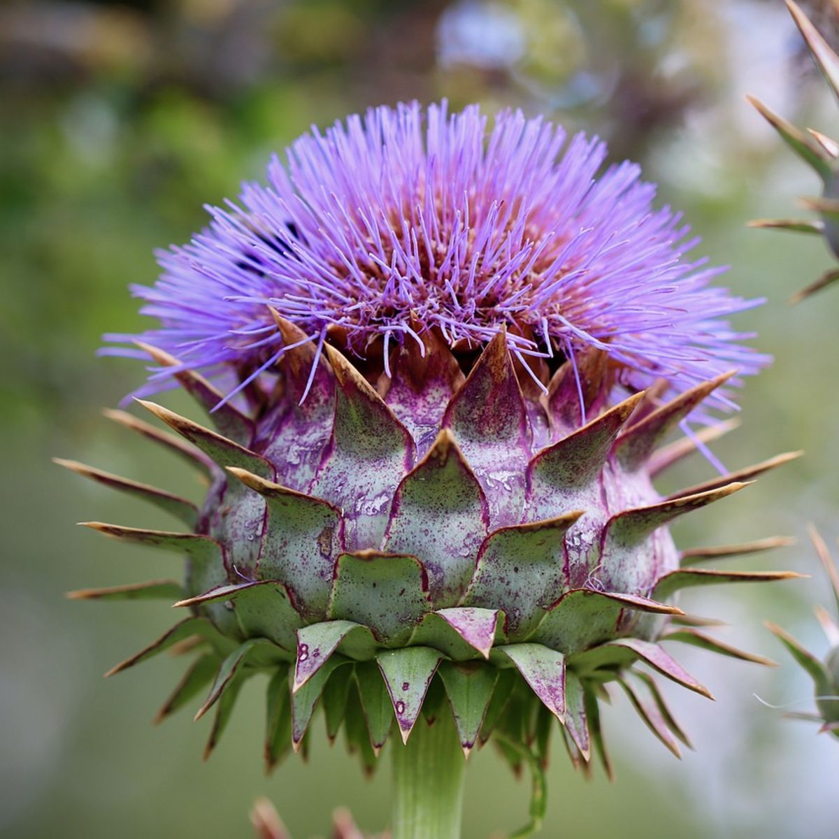 Made Seed Packet Artichoke - Thumbnail 2
