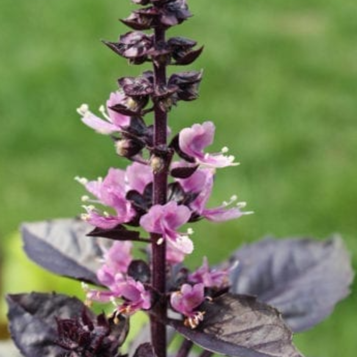 Made Dark Opal Basil - Thumbnail 4
