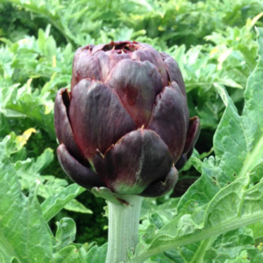 Made Seed Packet Artichoke - Thumbnail 4